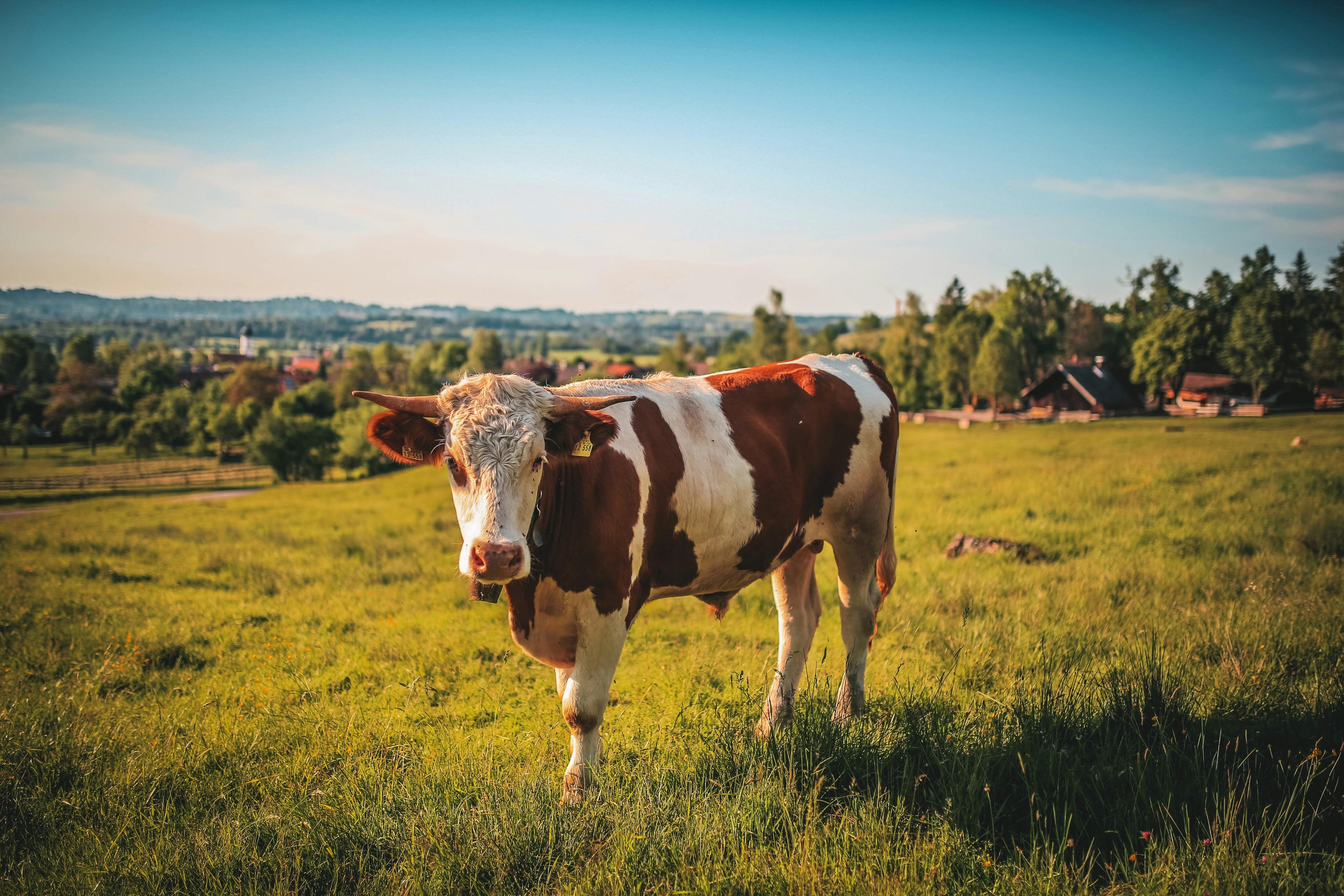 Cow grazing | Source: Pexels