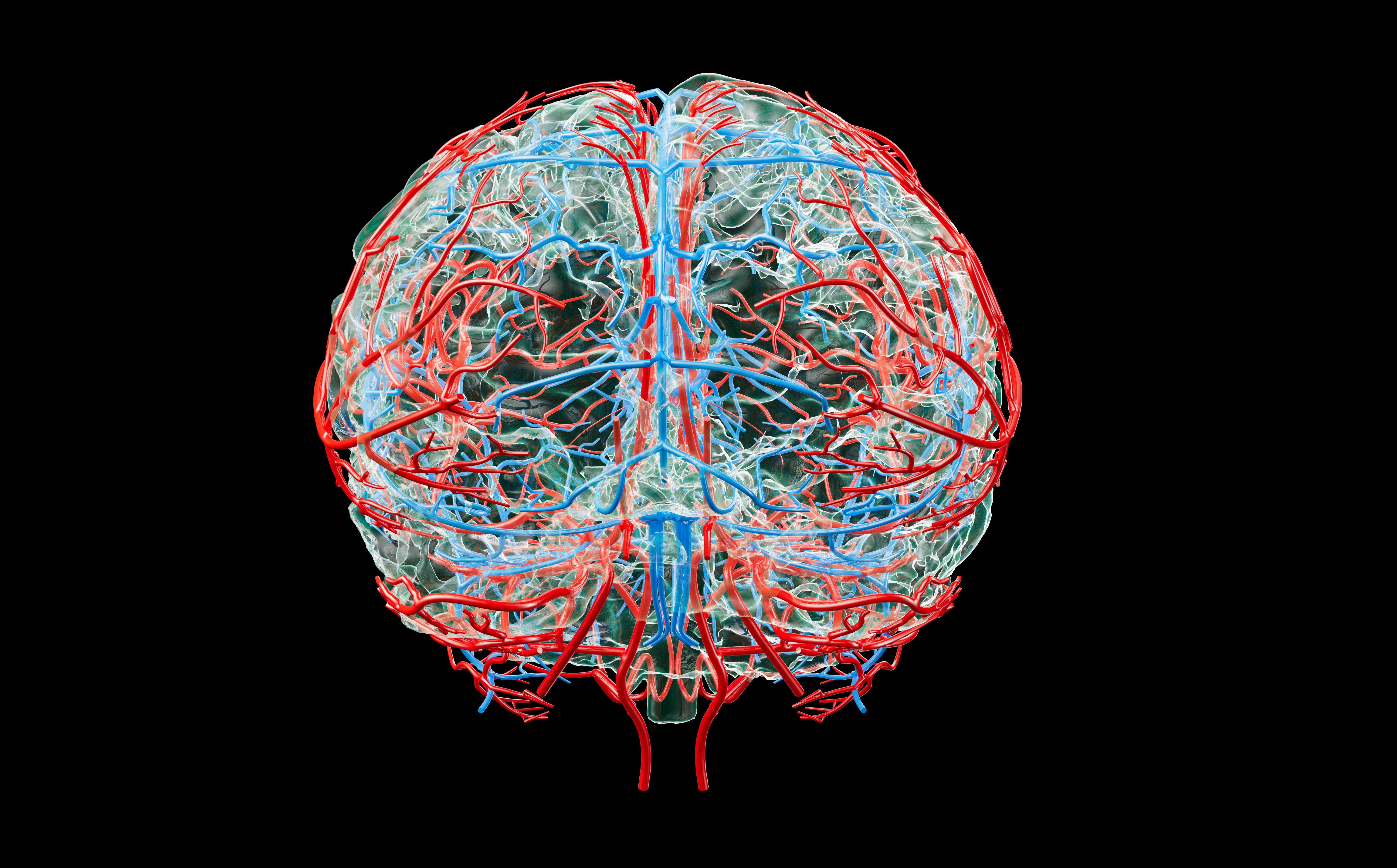 Illustration of the brain blood vessels | Source: Getty Images