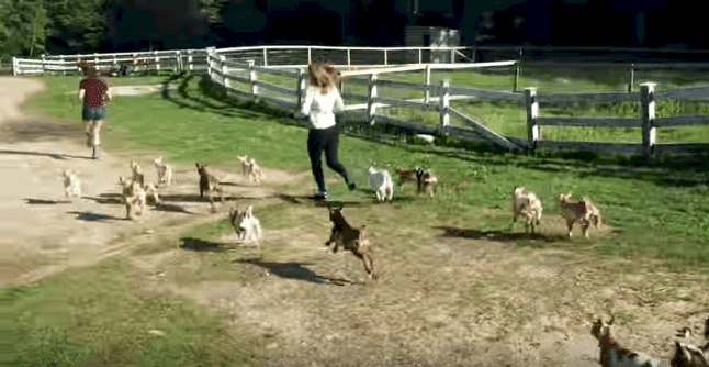 Source: YouTube/Sunflower Farm Creamery