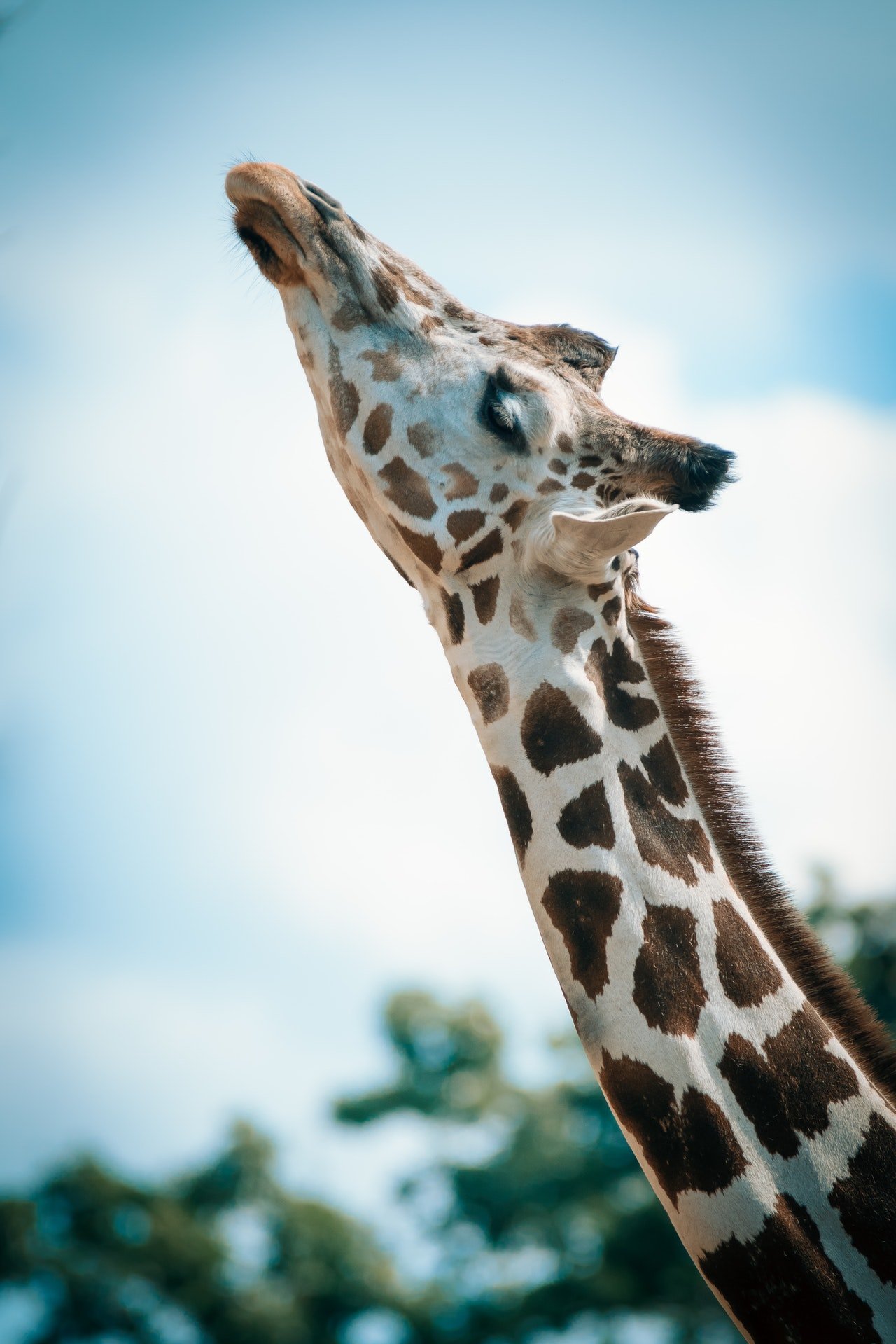 cCose up photograph of giraffe | Photo: Pexels
