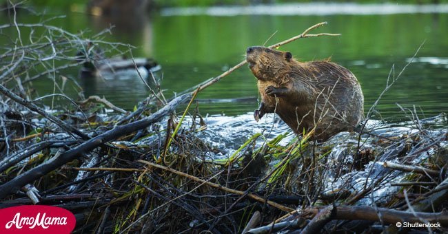 Man's sarcastic response to official letter regarding natural dam built by beavers