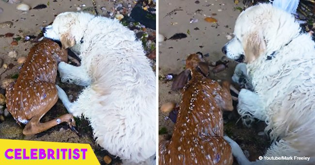 Incredible moment loving dog saved a fawn from drowning