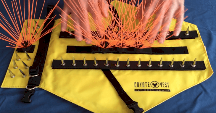 Source : Youtube/CoyoteVest Source : Youtube/CoyoteVest