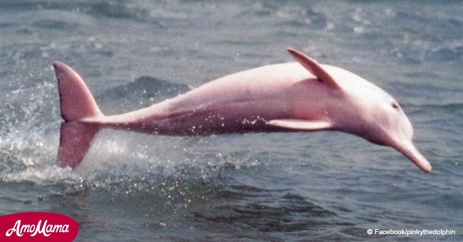 Rare pink dolphin caught on film