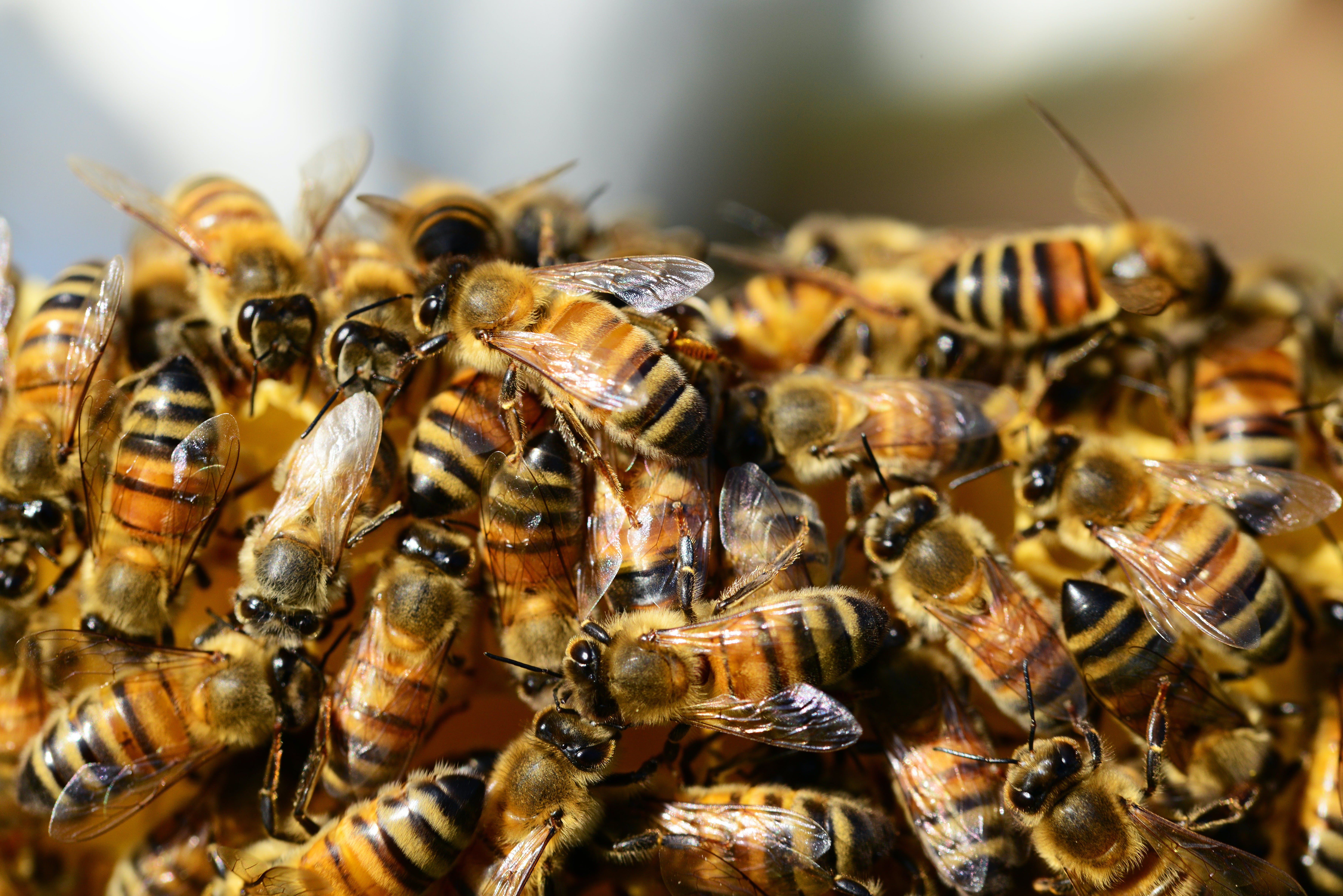 A swarm of bees | Source: Pexels