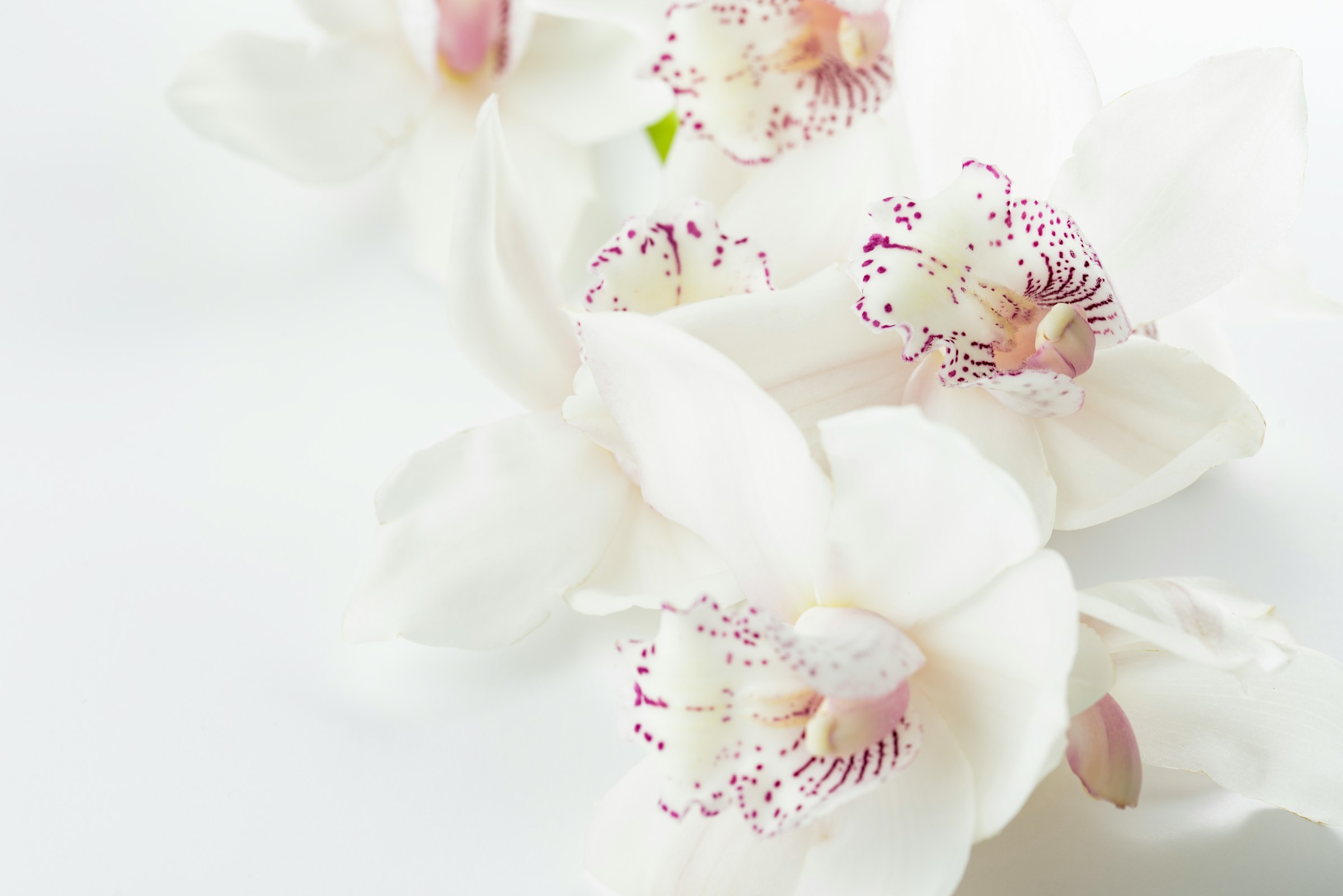 Orchids | Source: Unsplash