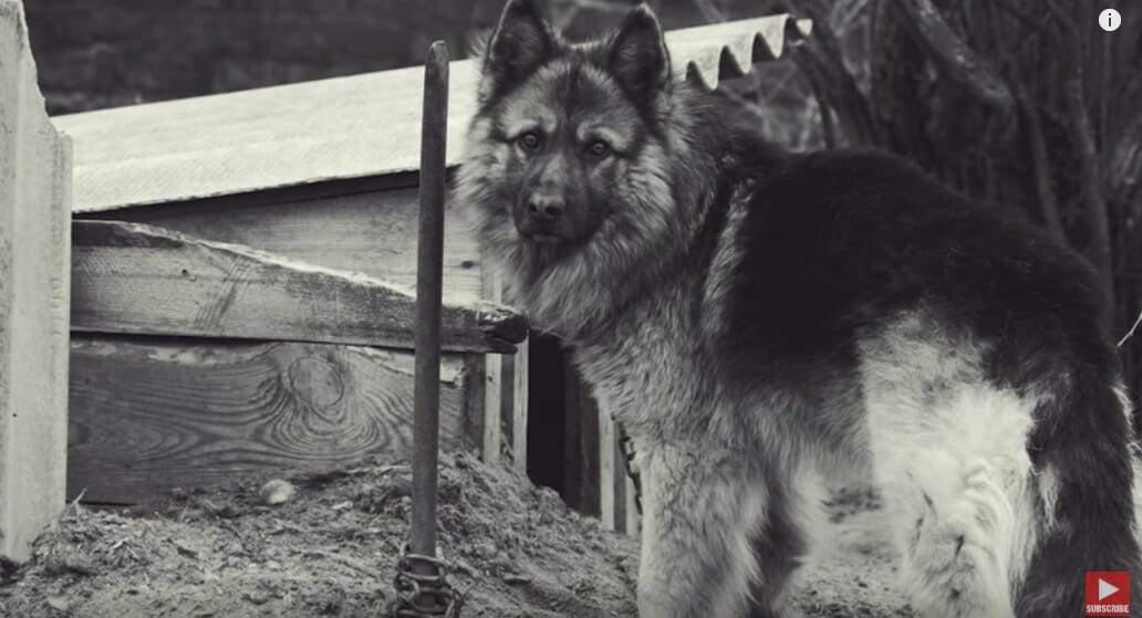 Herschel, shortly after he was rescued. Image credit: YouTube/Rocky Kanaka