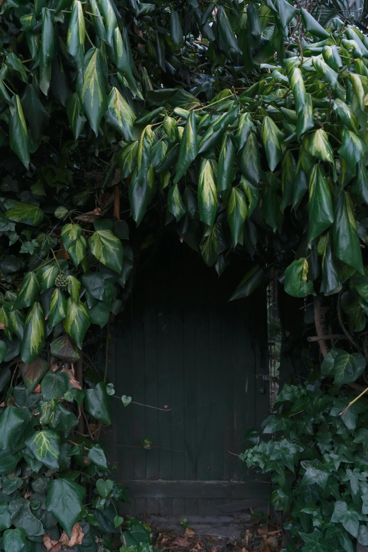 A cellar door hidden with leaves | Source: Pexels