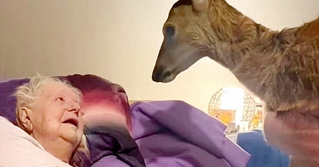 Sickly woman is stunned to see a deer inside her room | Source: facebook.com/Carolina Bulletin 2.0