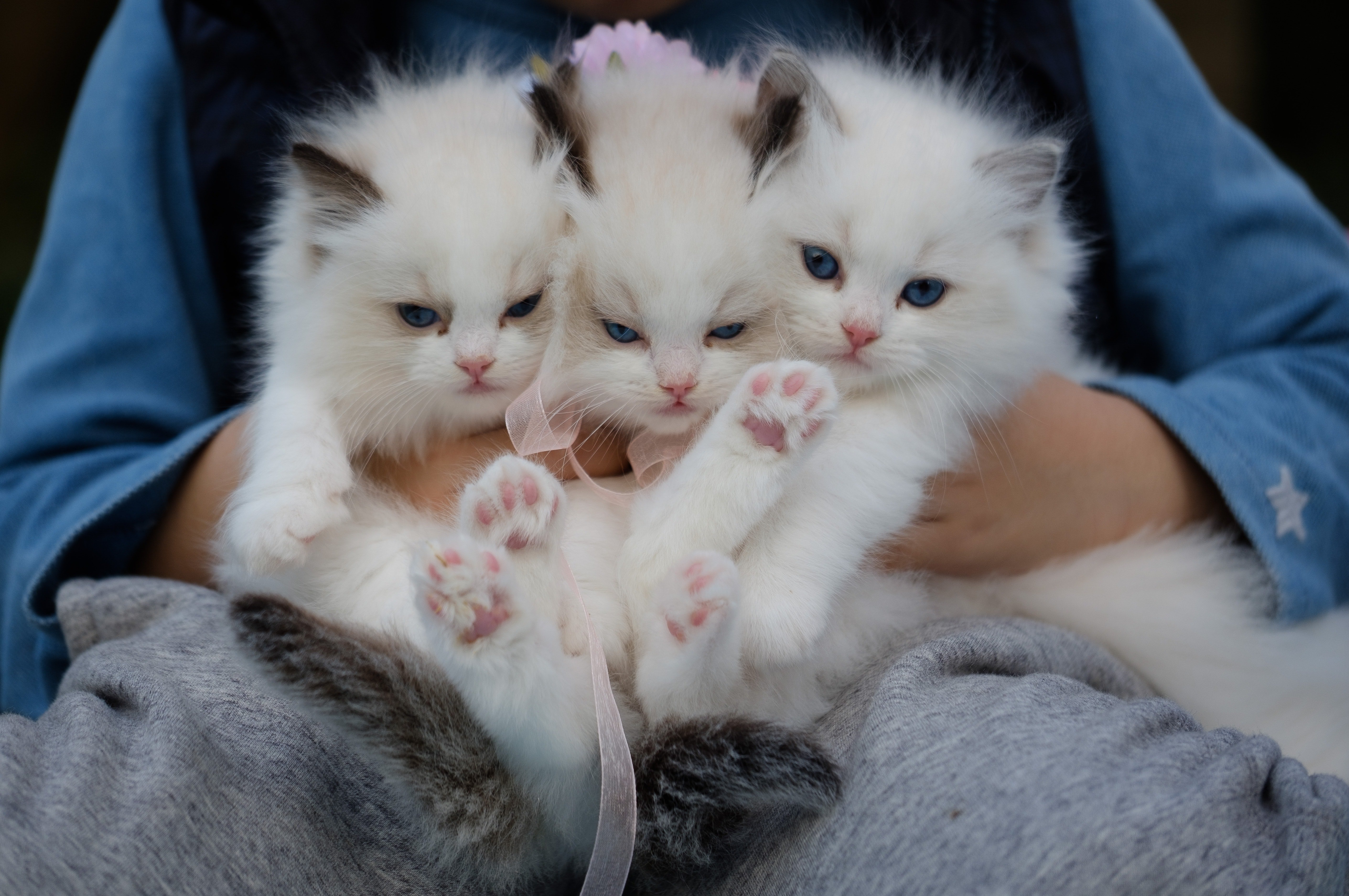Three white cats. | Source: Pexels