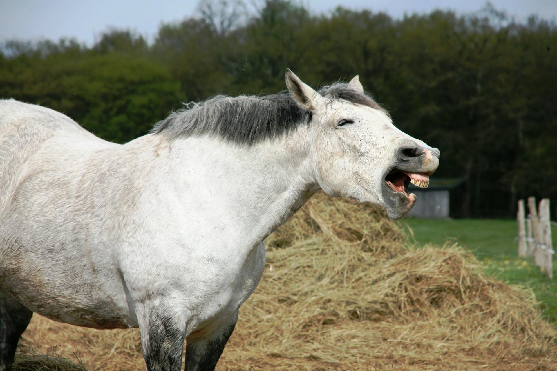 A horse yawning | Source: Pexels