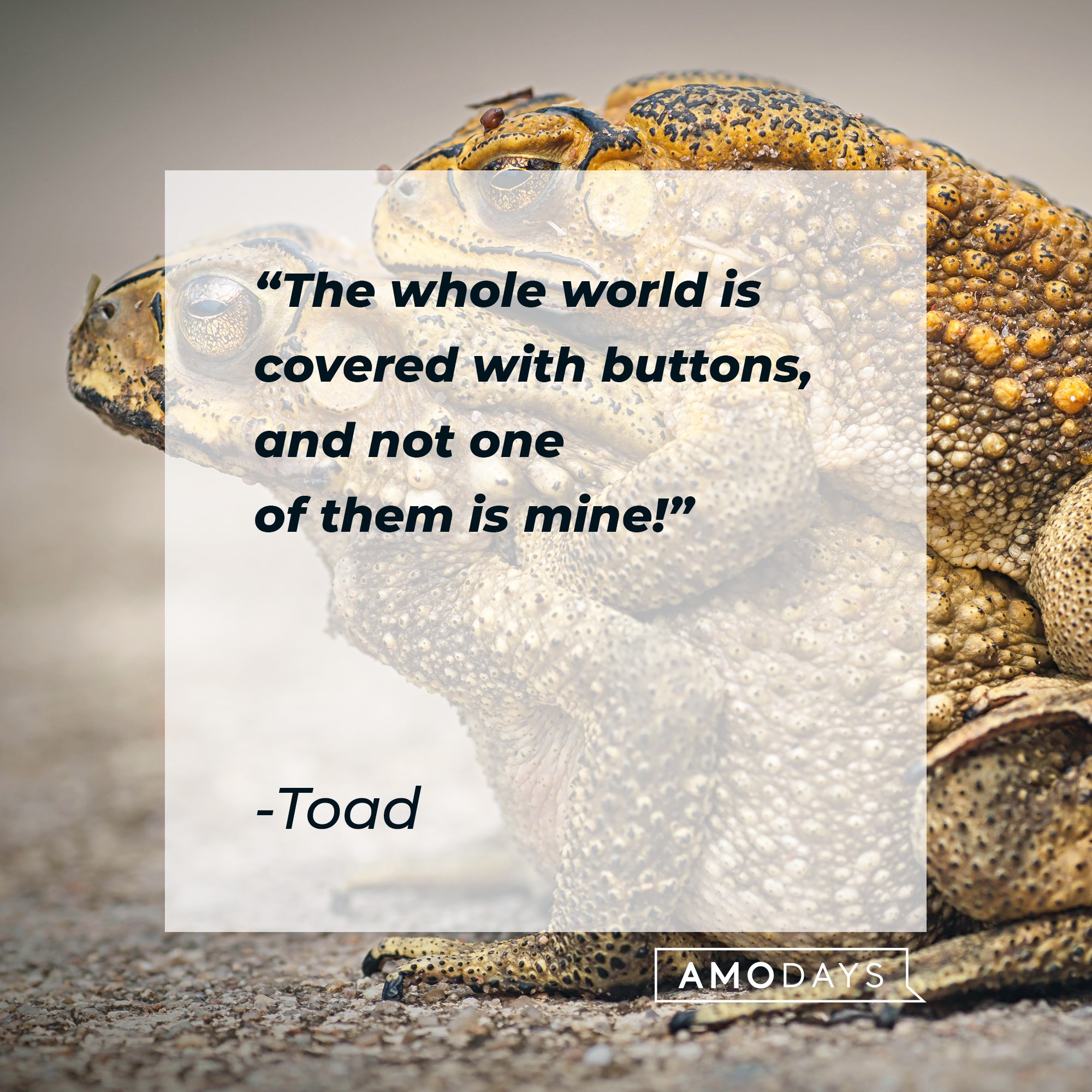 40 Adorable ‘Frog and Toad Are Friends’ Quotes