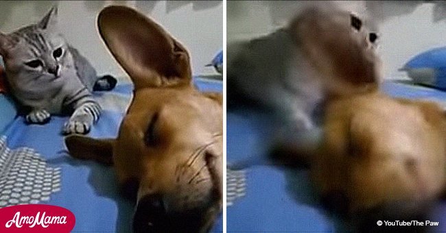 Un Chien Pete Accidentellement Dans Son Sommeil Mais La Reaction Du Chaton Qui Se Trouve Aupres De Lui Devient Virale Sur Internet