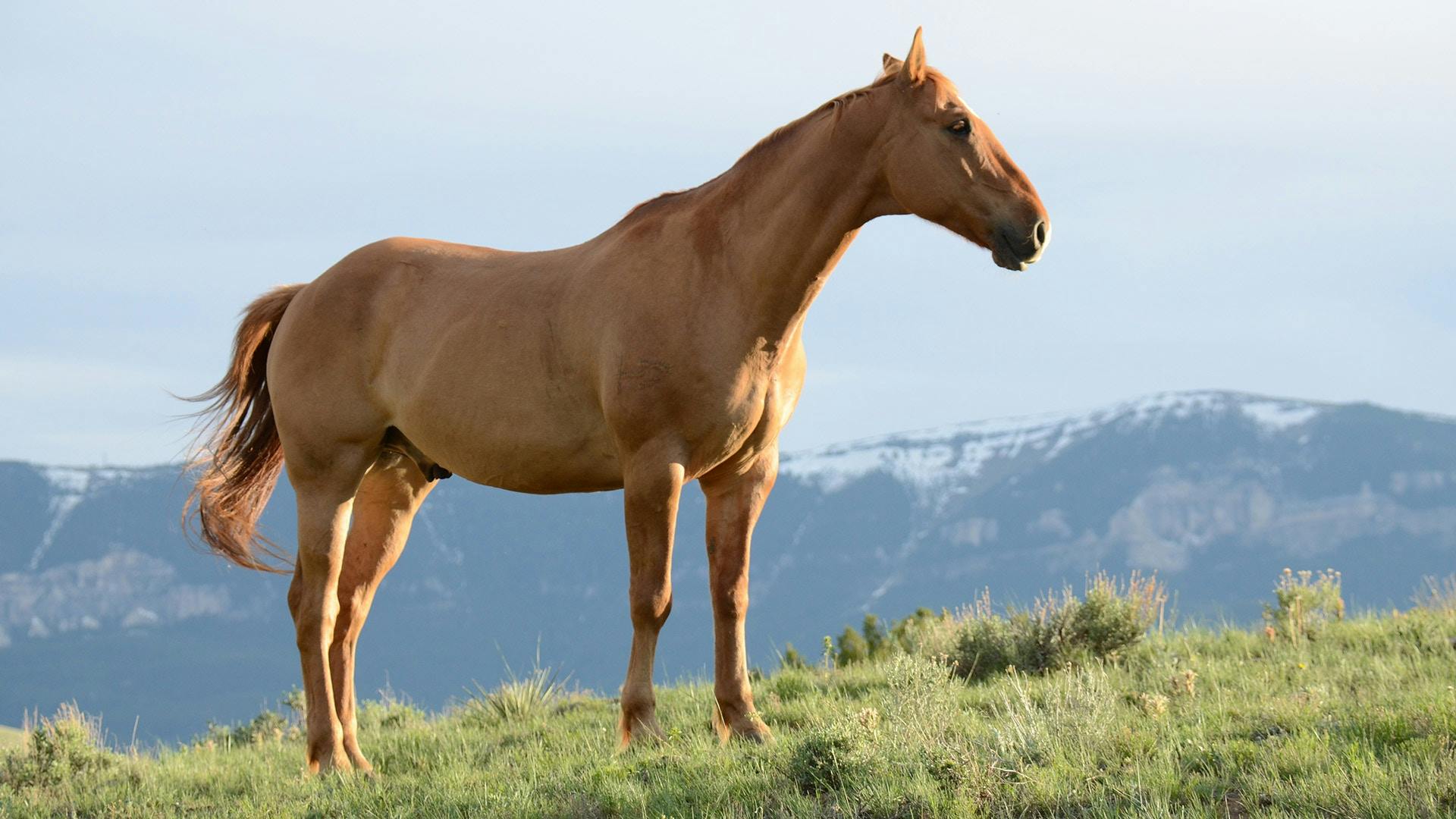 Horse | Source: Pexels