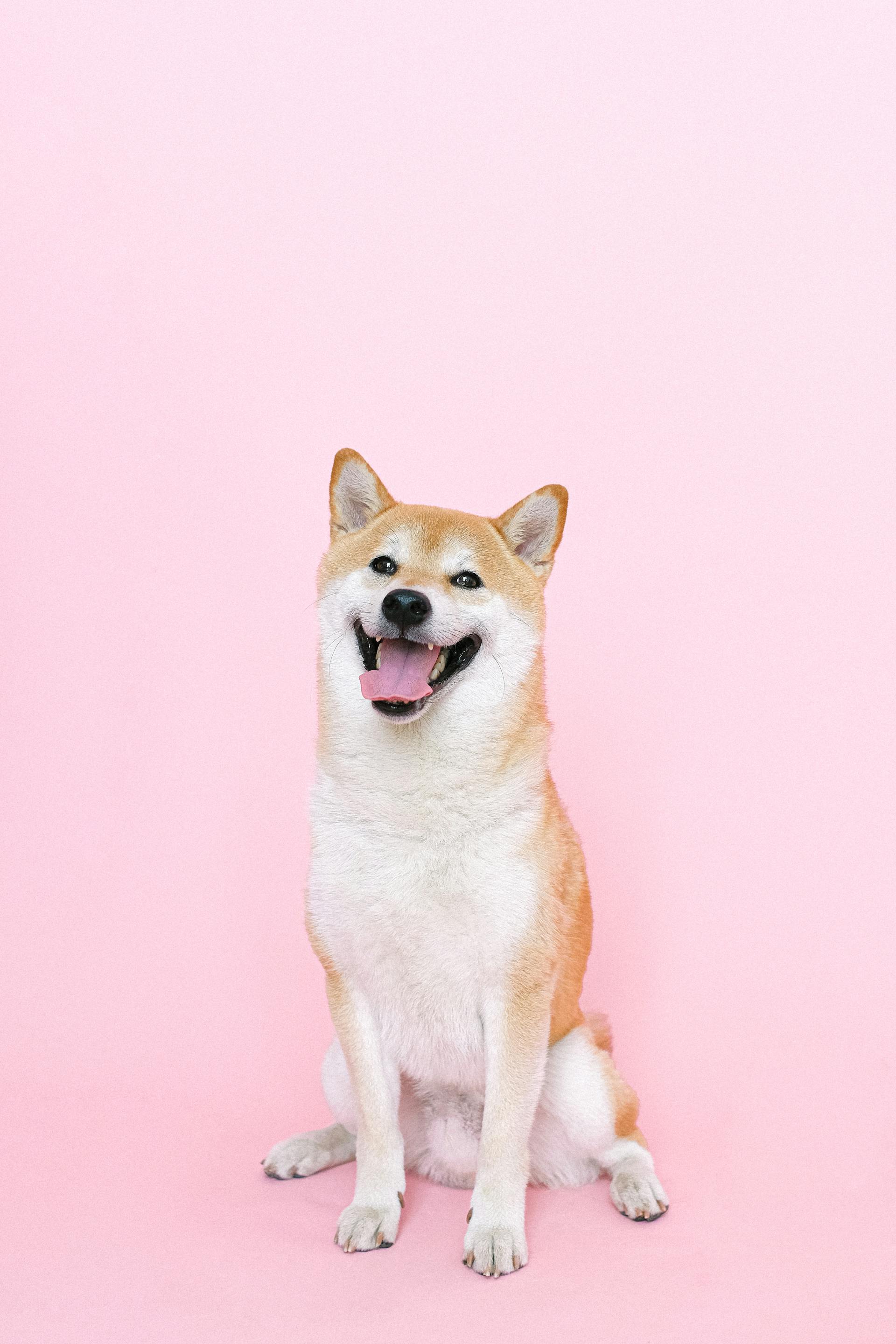 A happy dog popping out his tongue | Source: Pexels