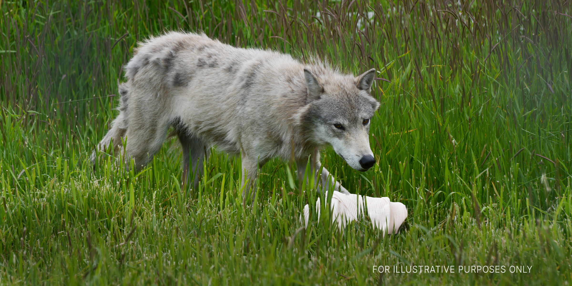 A white wolf stands over a swaddled baby | Source: Flickr / generalising (CC BY-SA 2.0) Shutterstock
