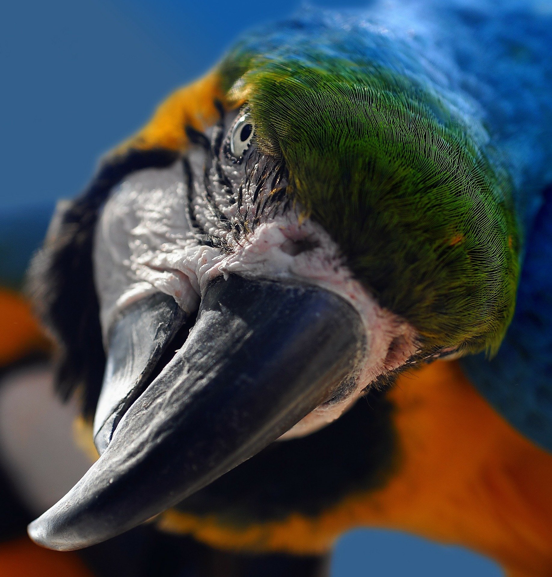 Parrot | Source: Pixabay 