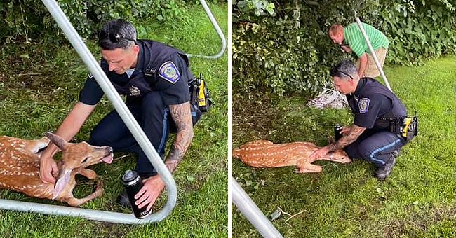 A police officer can be seen offering an injured deer some affection and a drink of water | Photo: Facebook/Foxborough Police Department
