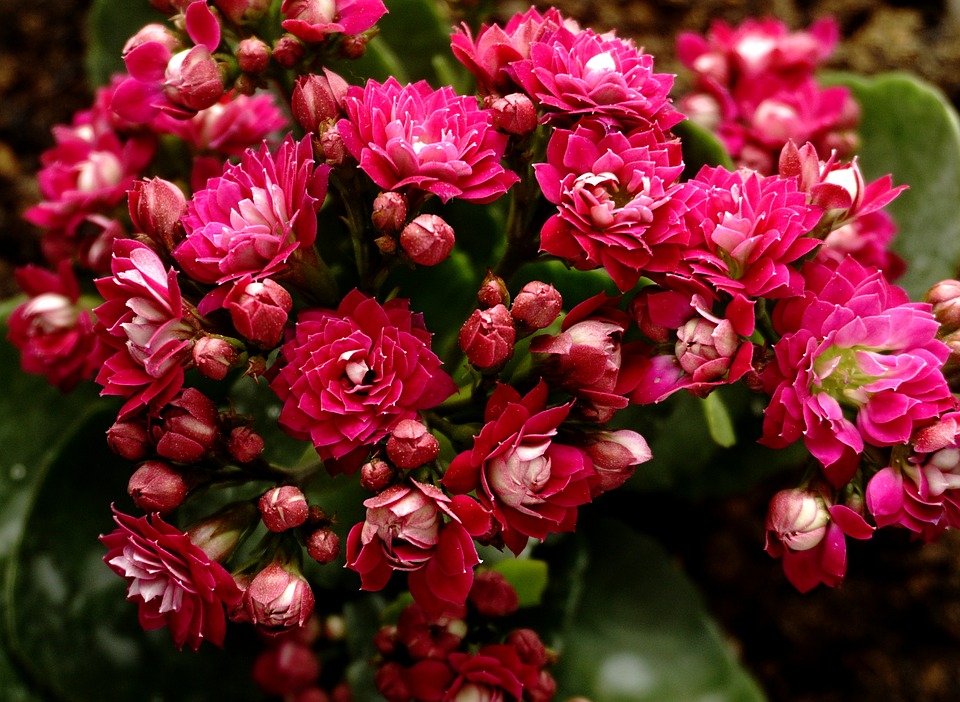 Jardin de fleurs de Kalanchoé. | Photo : Pixabay