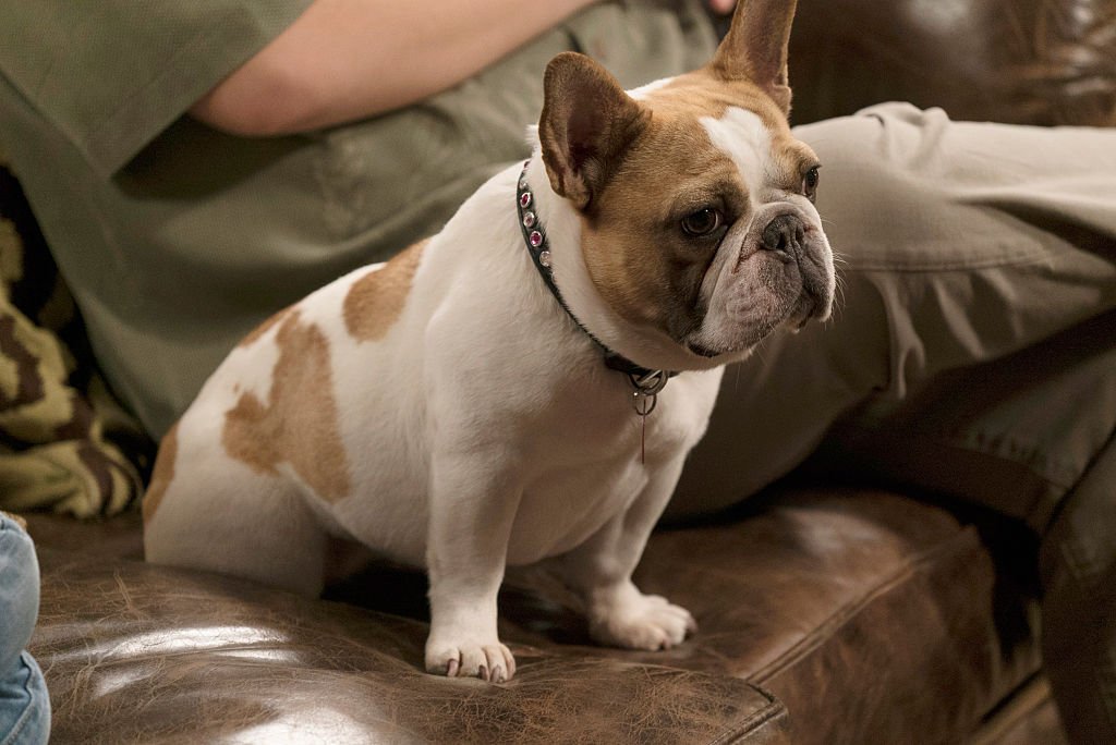 Claire brings home a stray dog and gets the kids to help her hide it from Phil while she tries to find its owner "Modern Family," WEDNESDAY, APRIL 13 | Photo: Getty Images 