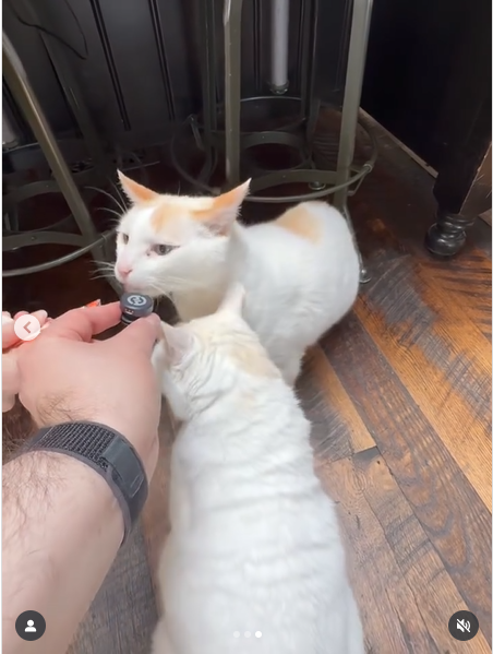 Valerie Bertinelli's beloved cats indulging in a treat, from a post dated July 6, 2025 | Source: Instagram/wolfiesmom