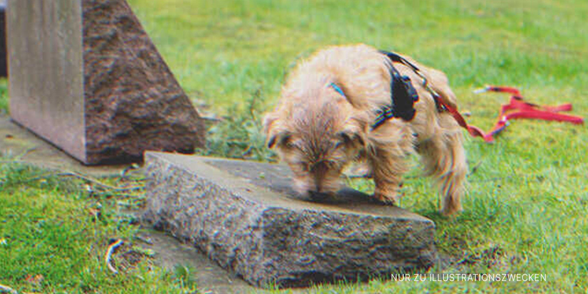 Hund auf einem Friedhof | Quelle: Shutterstock
