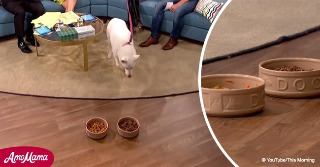 Woman insisted her dog was vegetarian, but was quickly proven wrong on Live TV