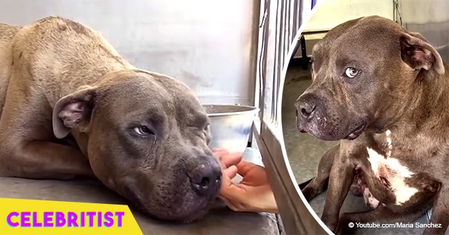 Dog trained to fight is labelled as agressive, but then he gets his first caress