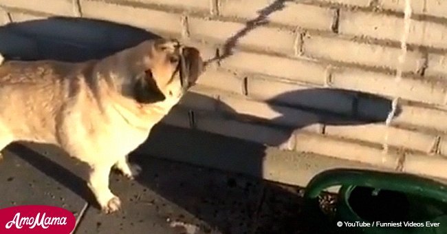 Hilarious pug cannot figure out how to drink water from a tap