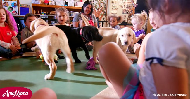 Proof that puppies bring happiness and cure boredom