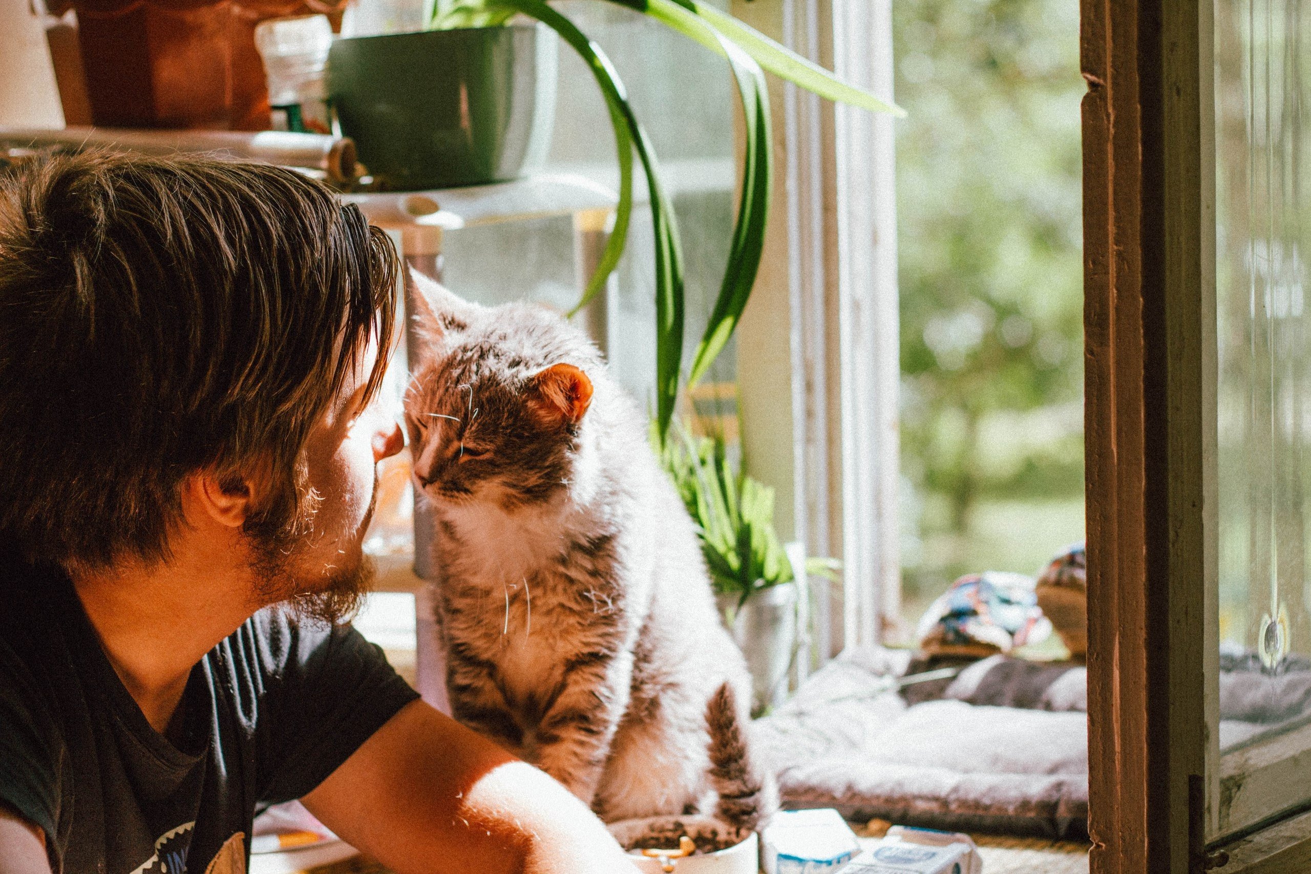 A cat brushes up against its male owner's nose | Photo: Pexels/Yuliya kota