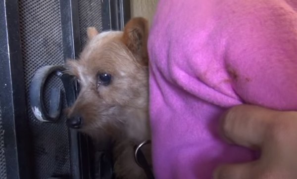 Quelle: YouTube/Hope For Paws - Official Rescue Channel Quelle: YouTube/Hope For Paws - Official Rescue Channel