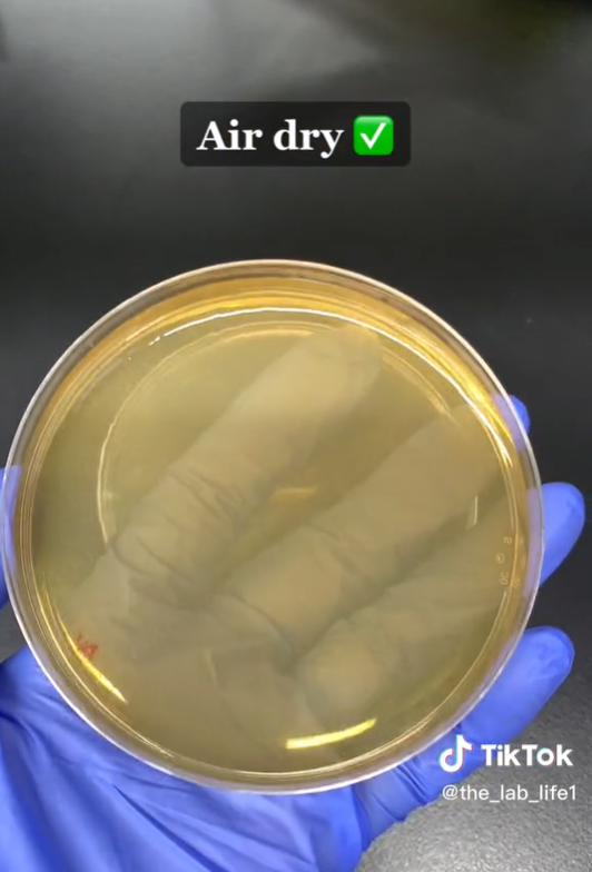 Eine Petrischale, die das Ergebnis der Lufttrocknung zeigt | Quelle: TikTok/@the_lab_life1
