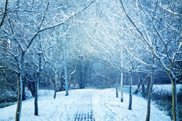 Árboles cubiertos de nieve. │Foto: Freepik