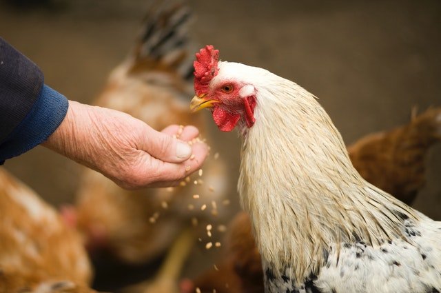 Un coq blanc qui se fait nourrir | Photo : Getty Images