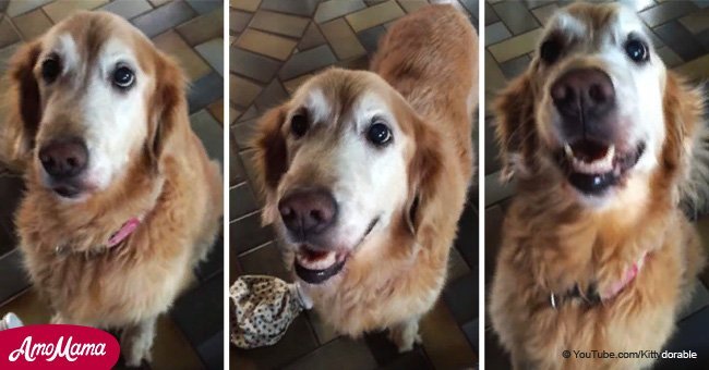 Dog reacts to being told she's cancer-free