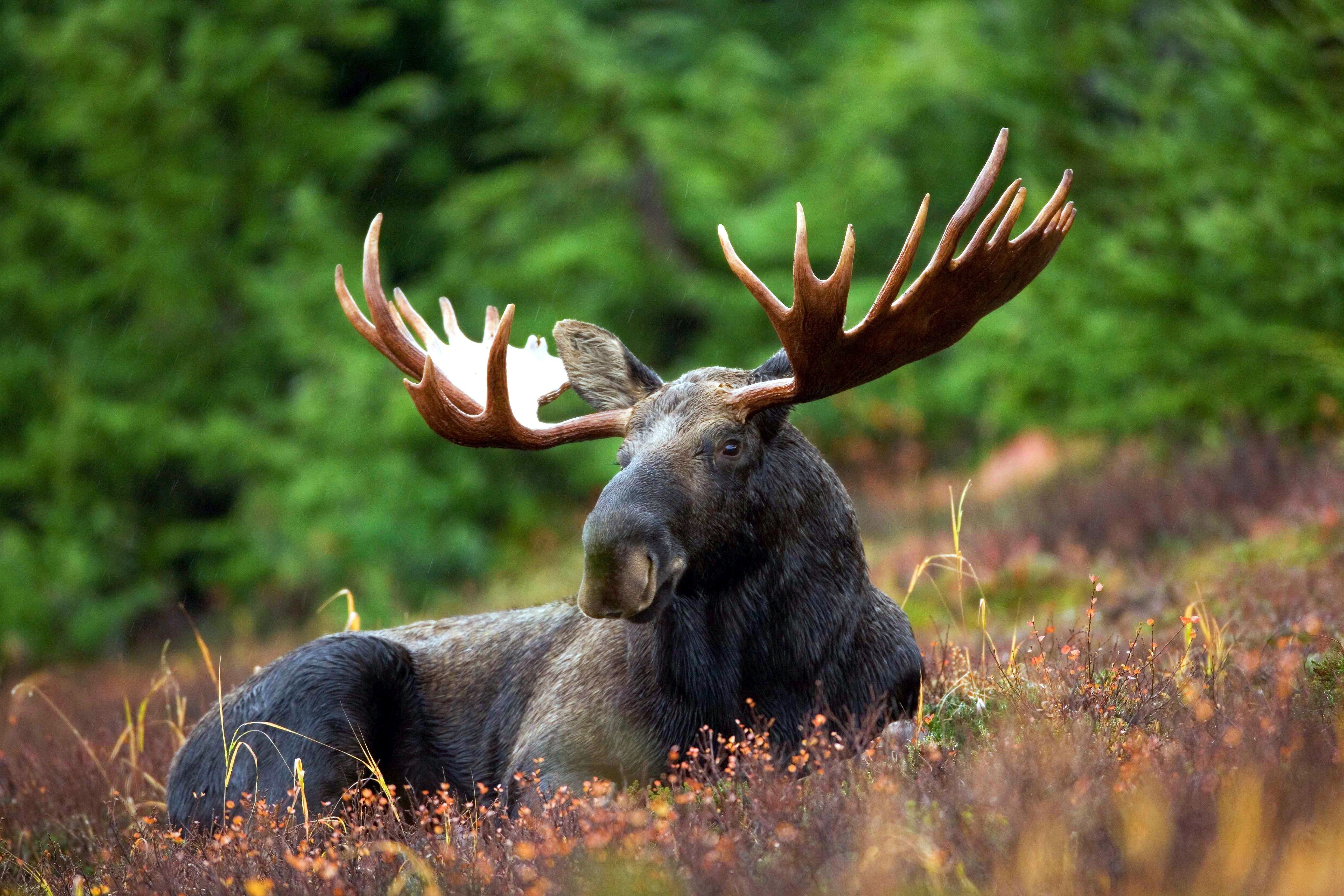The hunters needed to make a plan to get the moose home. | Photo: Pexels/Pixabay