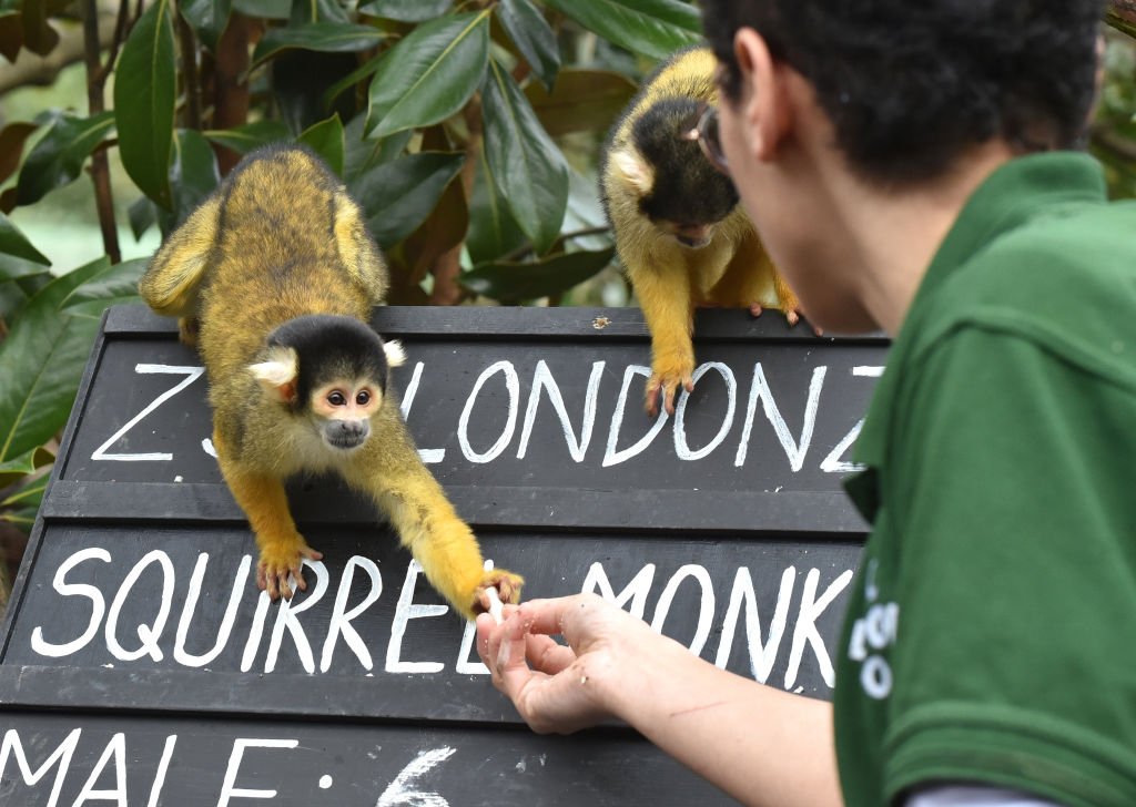 Bolivian black-capped squirrel monkeys being counted at the ZSL London Zoo on January 02, 2020 | Photo: Getty Images