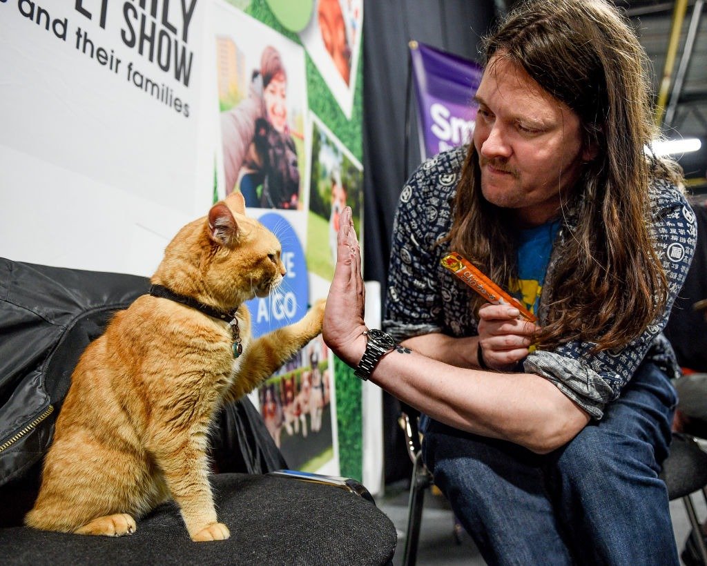 Bob the Street Cat with James Bowen at the Family Pet Show at Event City on October 6, 2018. | Photo: Getty Images