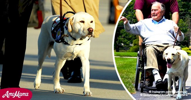 George H.W. Bush's dog Sully returns home for Christmas before fulfilling late president’s request