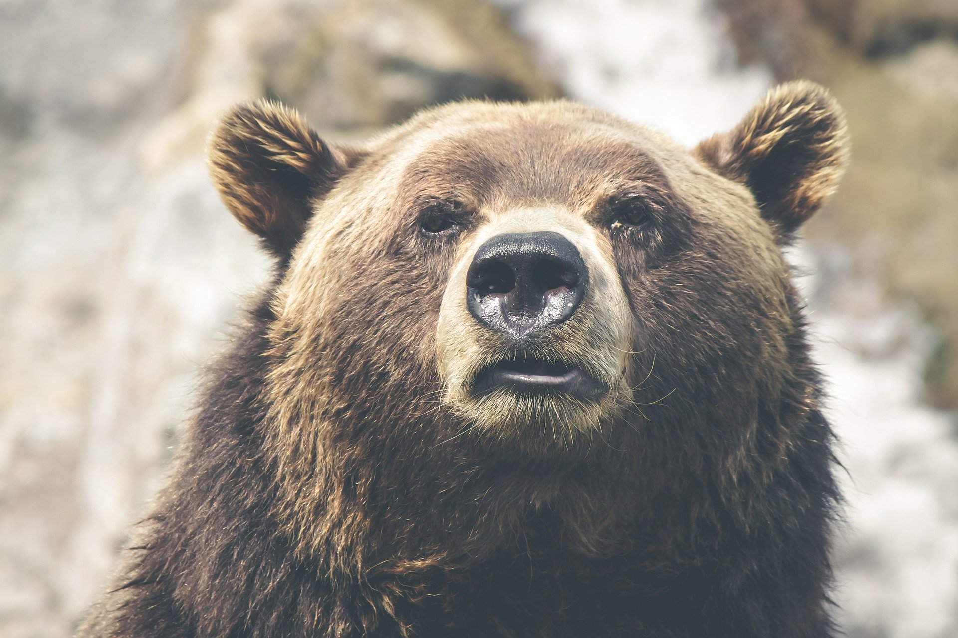 Brown bear | Source: Pixabay 
