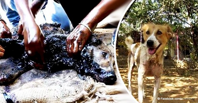 Heartbreaking footage shows street dog coated in tar and unable to run