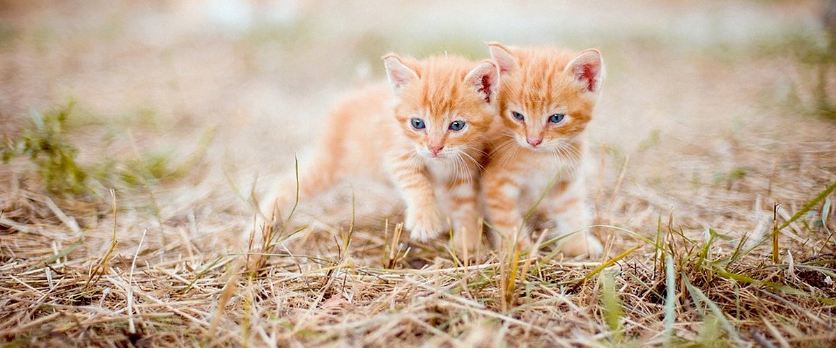 Dos gatitos bebé. | Foto: Pixabay