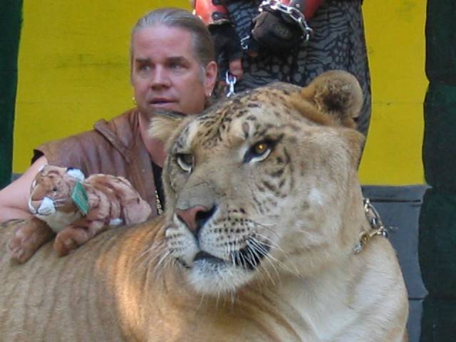 A tiger and its trainer, Dr. Bhagavan Antle, at a Renaissance Festival in Massachusetts in October 2005 | Photo: Wikimedia/Andy Carvin