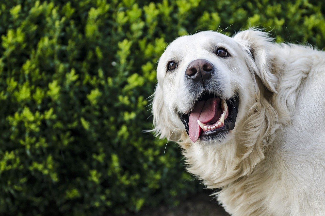 A smiling dog | Photo: Pixabay