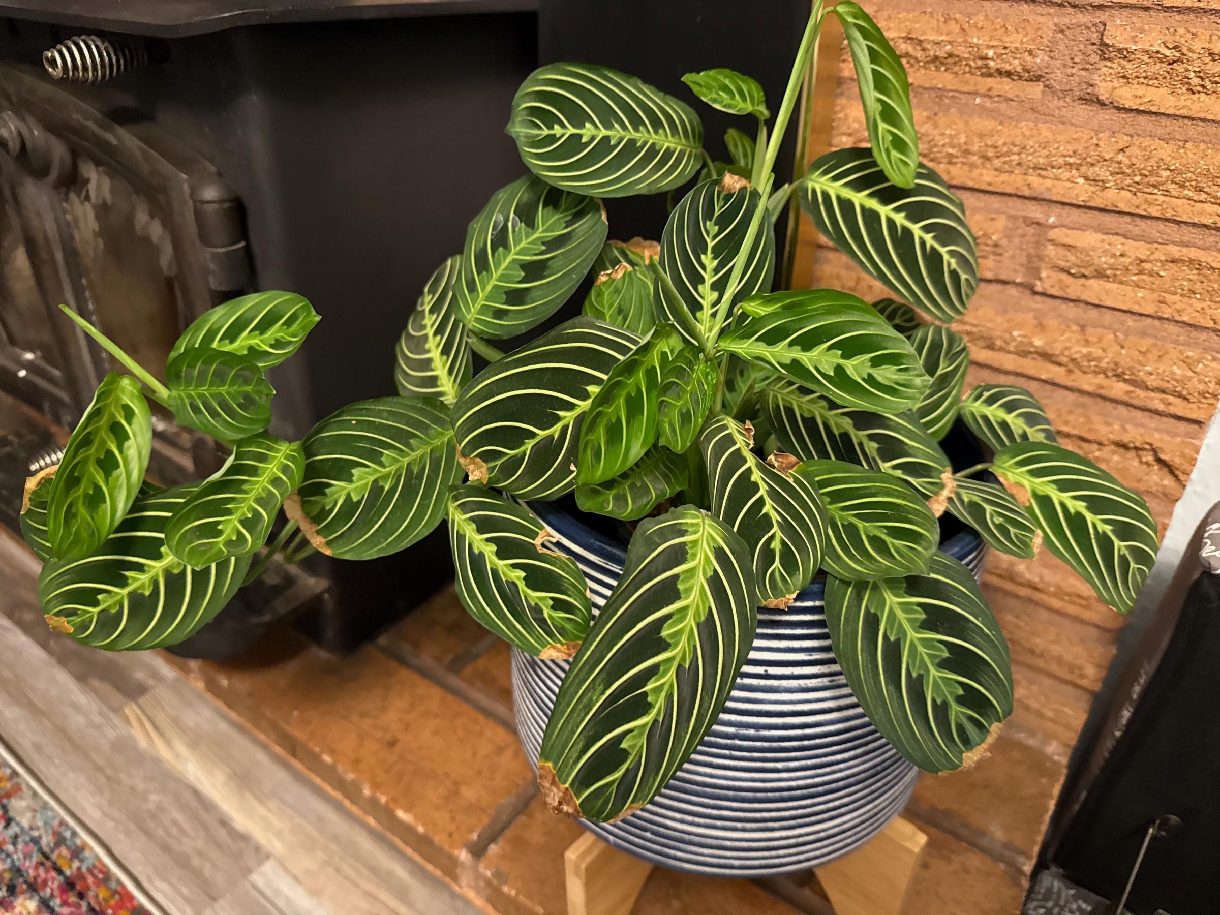 Brown leaves on a prayer plant | Source: Shutterstock
