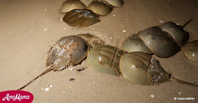 Why blue blood from the horseshoe crab is so expensive