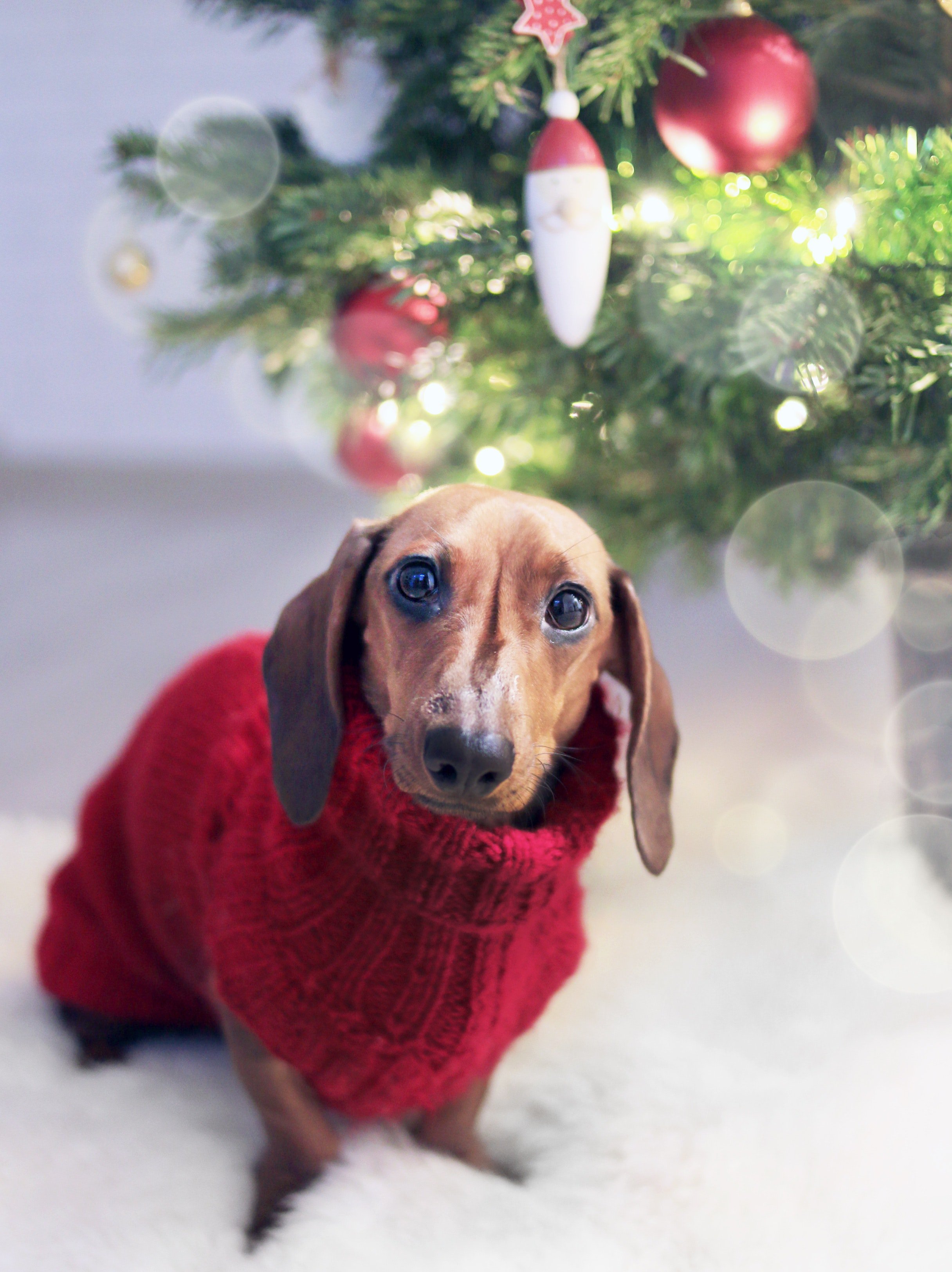 A Dachshund wearing a red sweater sitting next to a Christmas tree. | Source: Pexels.