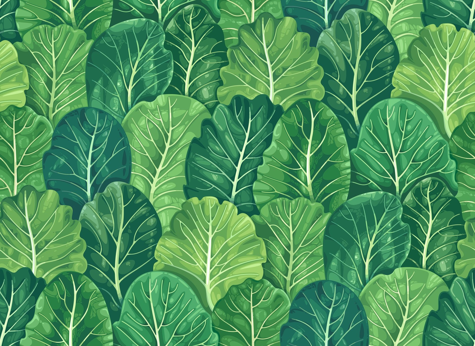 Hojas de col. Fuente: Shutterstock Hojas de col. Fuente: Shutterstock