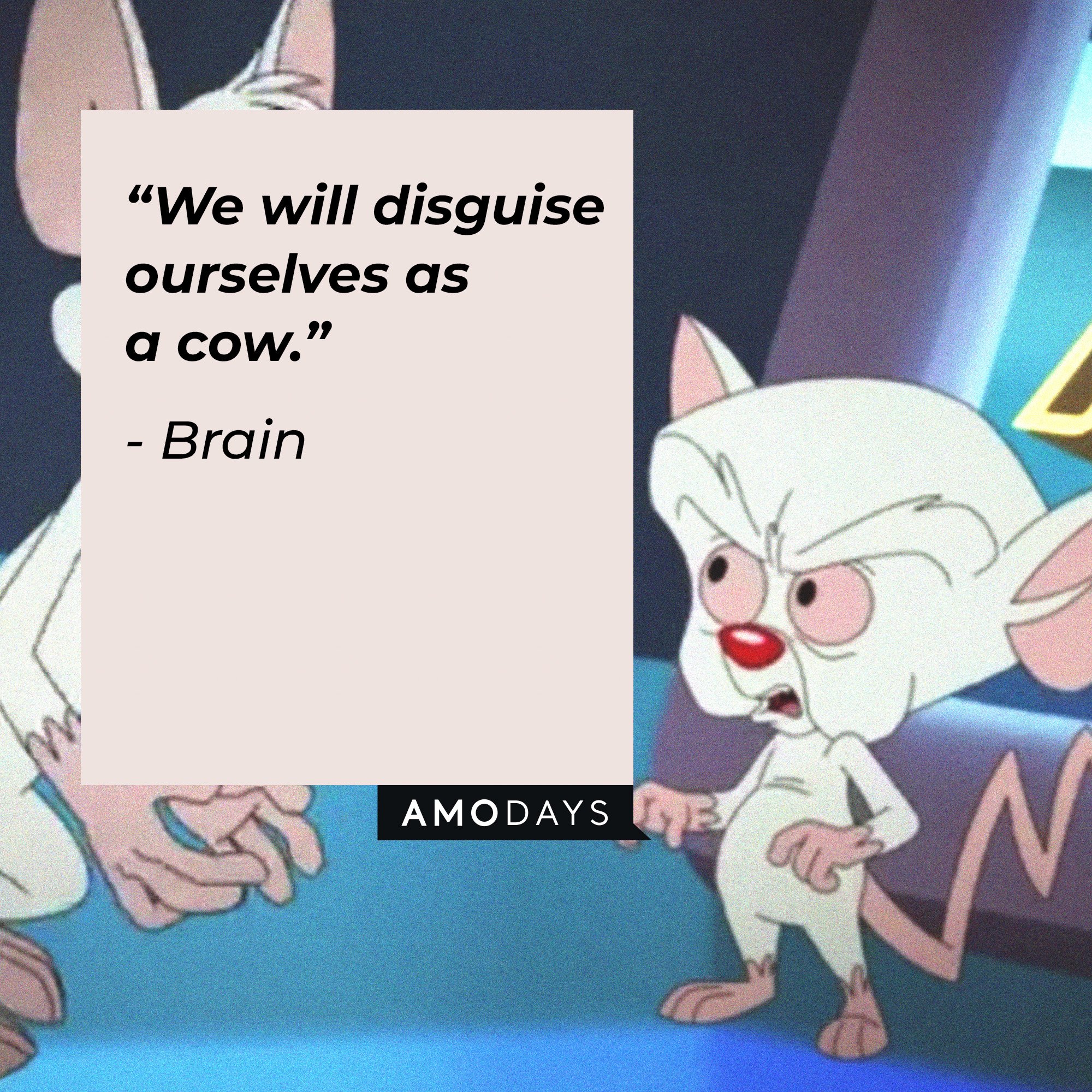  Brain's quote: “We will disguise ourselves as a cow.” | Image: AmoDays